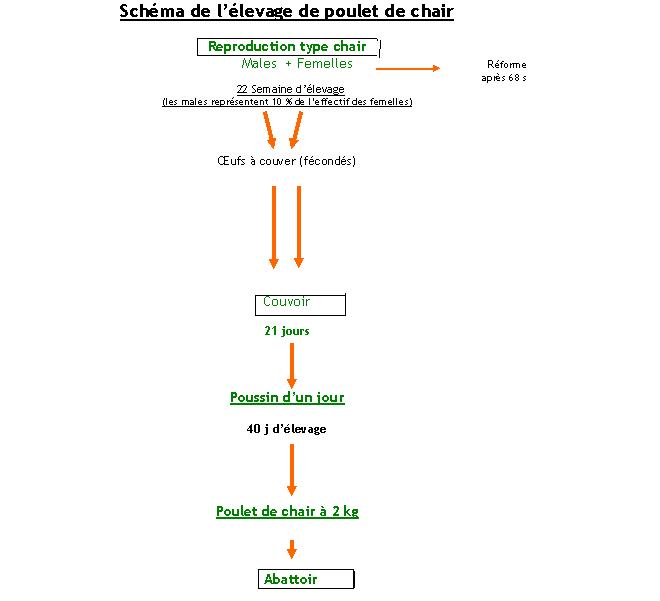 poulet