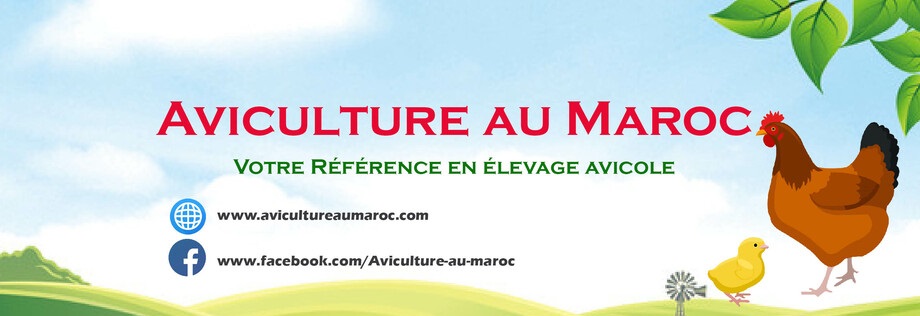 aviculture au maroc