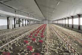poulet